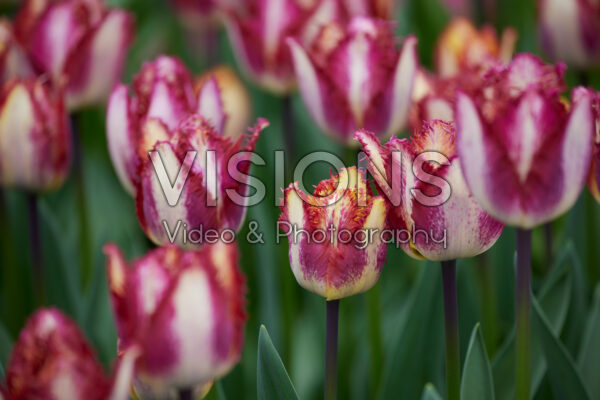 Tulipa Colour Fusion Tulipa Colour Fusion