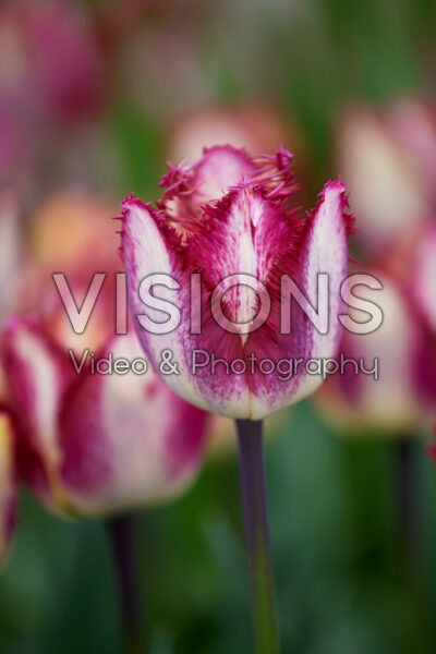 Tulipa Color Fusion