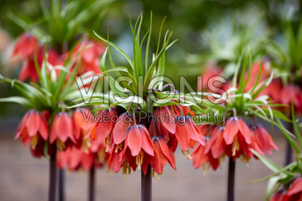 Fritillaria imperialis Rubra Fritillaria imperialis Rubra
