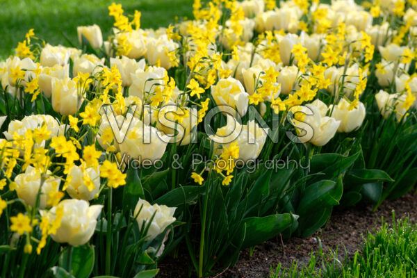 Tulipa Secret Perfume, Narcissus Baby Boomer