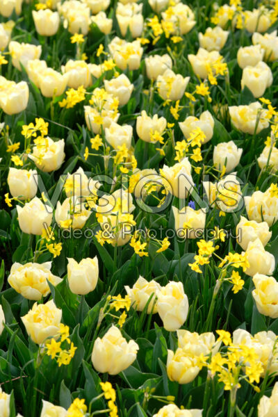 Tulipa Secret Perfume, Narcissus Baby Boomer