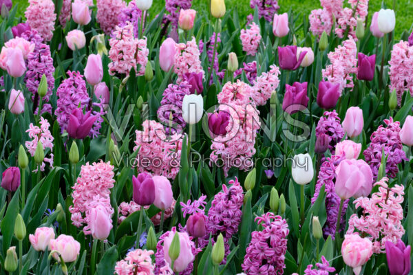 Spring flower mix purple and pink