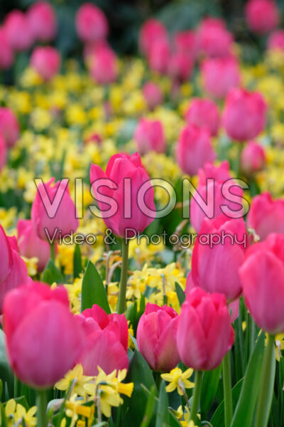 Narcissus Tete a Tete, Tulipa Lady van Eijk Narcissus Tete a Tete, Tulipa Lady van Eijk