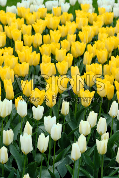 Tulipa Purissima, Yellow Purissima