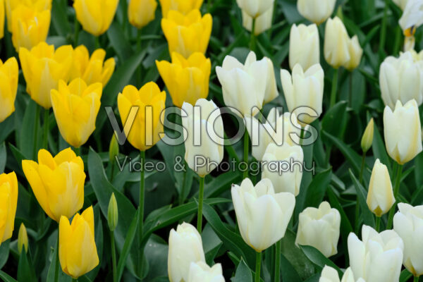 Tulipa Purissima, Yellow Purissima Tulipa Purissima, Yellow Purissima
