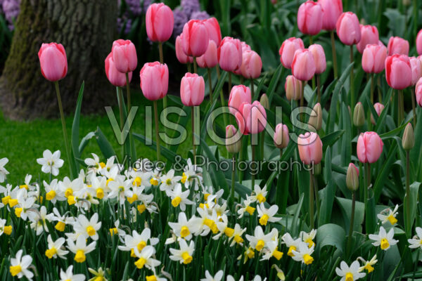 Tulipa Pink Impression, Narcissus Jack Snipe