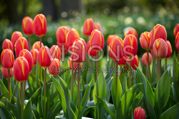 Tulipa Worlds Beauty