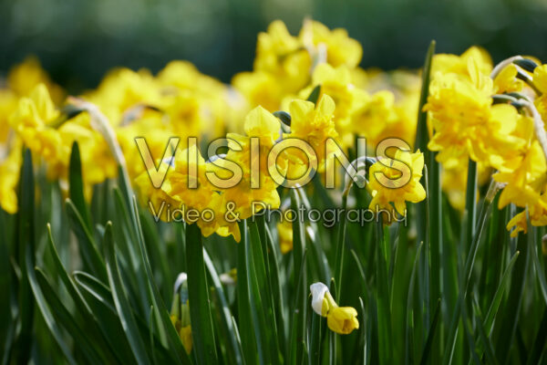 Narcissus Yellow Parrot Narcissus Yellow Parrot