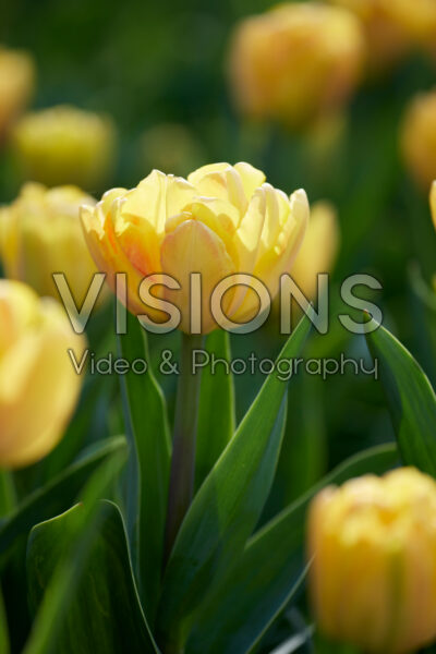 Tulp Foxy Foxtrot Tulp Foxy Foxtrot