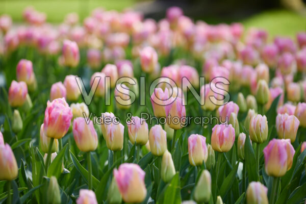 Tulipa Tom Pouce Tulipa Tom Pouce