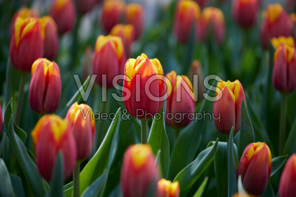 Tulipa Hennie vander Most