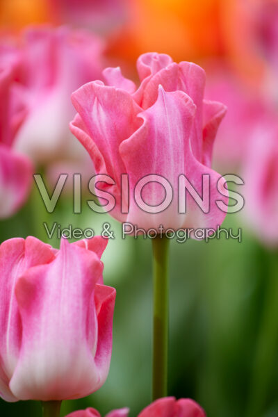 Tulipa Crown of Dynasty