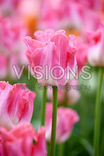 Tulipa Crown of Dynasty