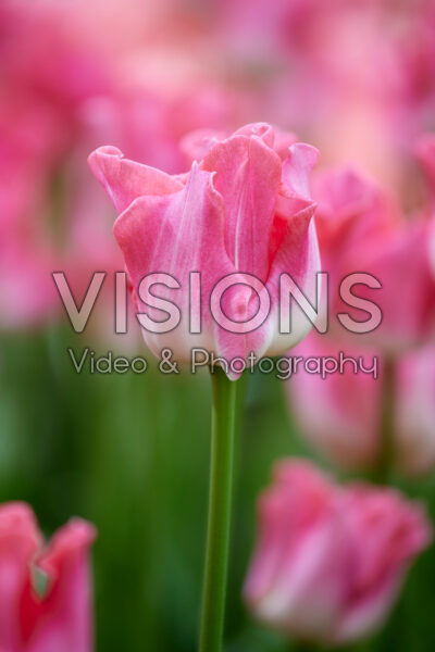 Tulipa Crown of Dynasty