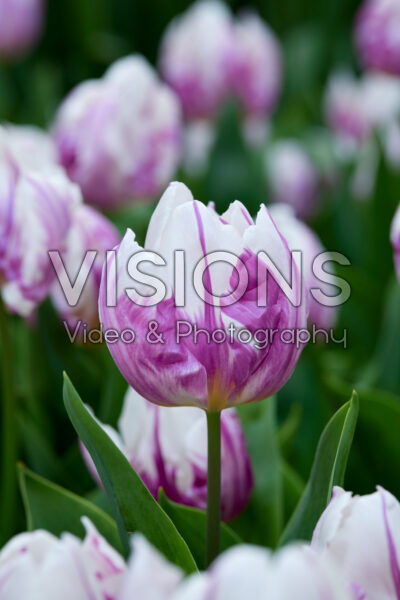 Tulipa Flaming Prince Tulipa Flaming Prince