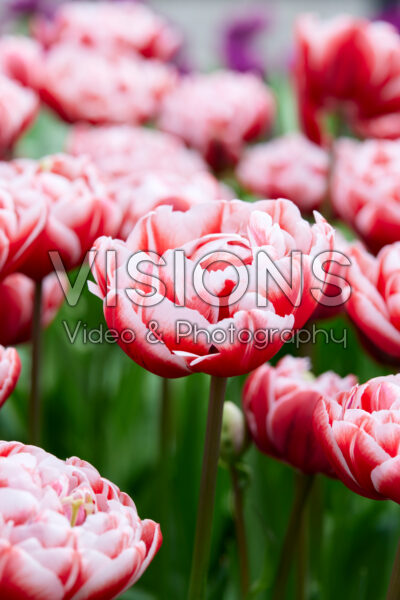 Tulipa Drumline Tulipa Drumline