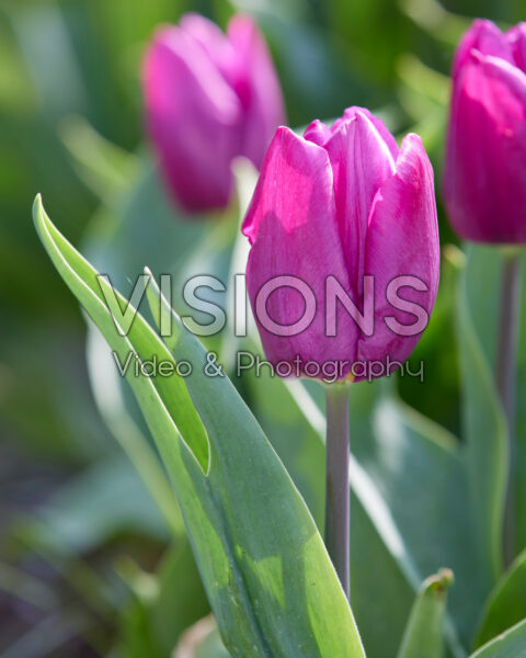 Tulipa Purple Prince