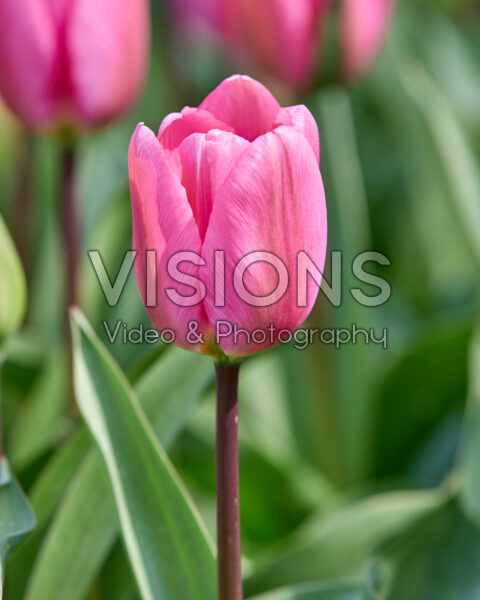 Tulipa Big Love