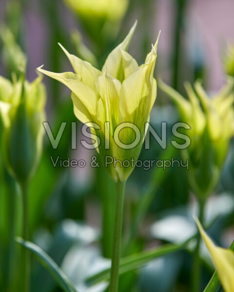 Tulipa lily-flowered