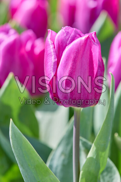 Tulipa Purple Prince
