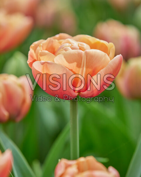 Tulipa Copper Image Tulipa Copper Image