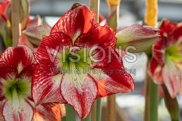 Hippeastrum Flamenco Queen