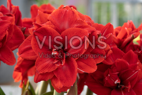 Hippeastrum Red Toro Hippeastrum Red Toro