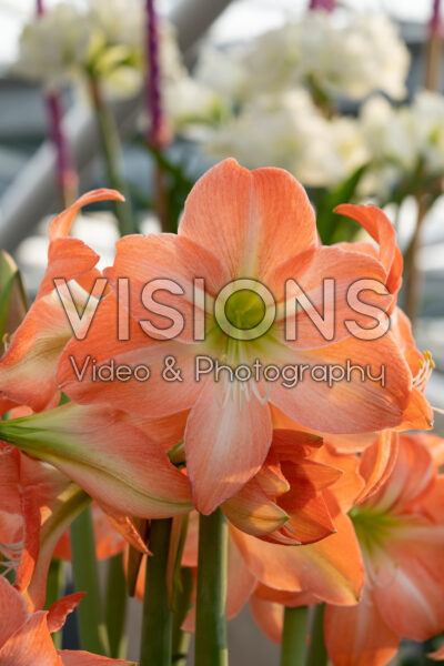 Hippeastrum Serenity