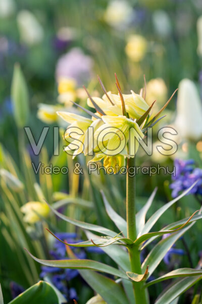 Fritillaria raddeana