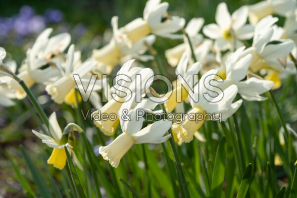 Narcissus Emcys