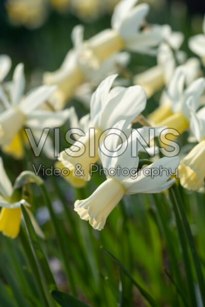 Narcissus Emcys