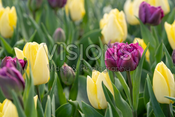 Tulipa Negrita Double, Sunny Prince Tulipa Negrita Double, Sunny Prince