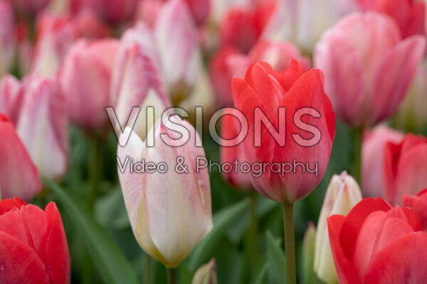 Tulipa van Eijk mix