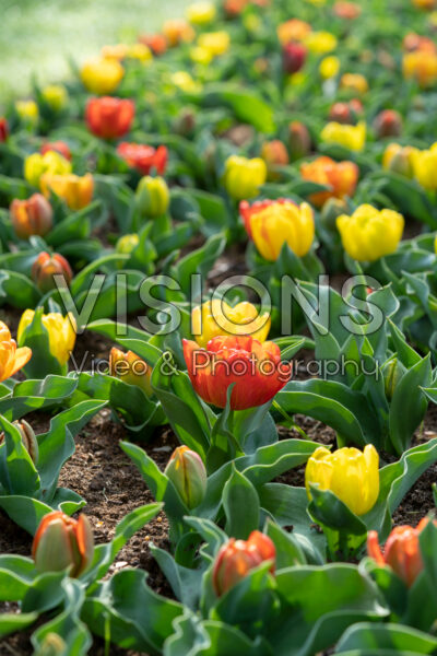 Tulipa Yellow Baby's mixture