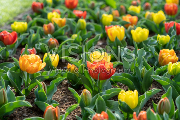 Tulipa Yellow Baby's mixture Tulipa Yellow Baby's mixture