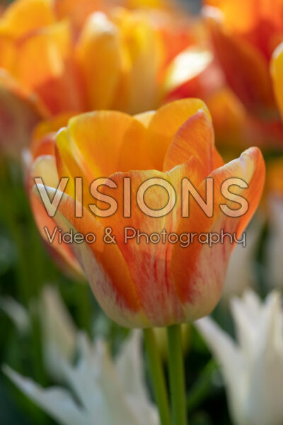 Tulipa Paintbrush Tulipa Paintbrush