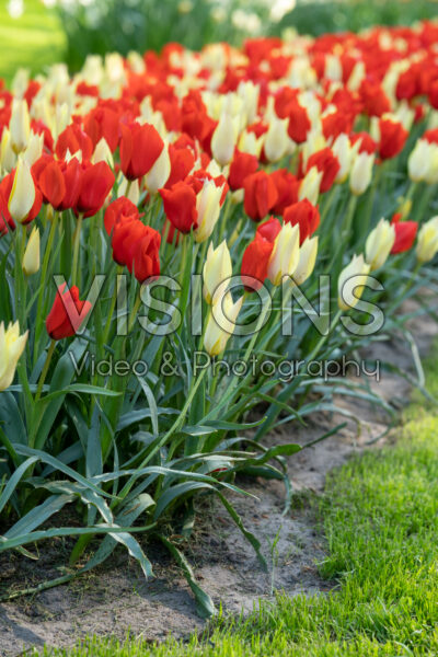 Tulipa combinatie Tulipa combinatie