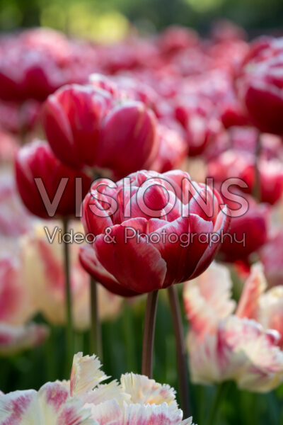 Tulipa Drumline Tulipa Drumline