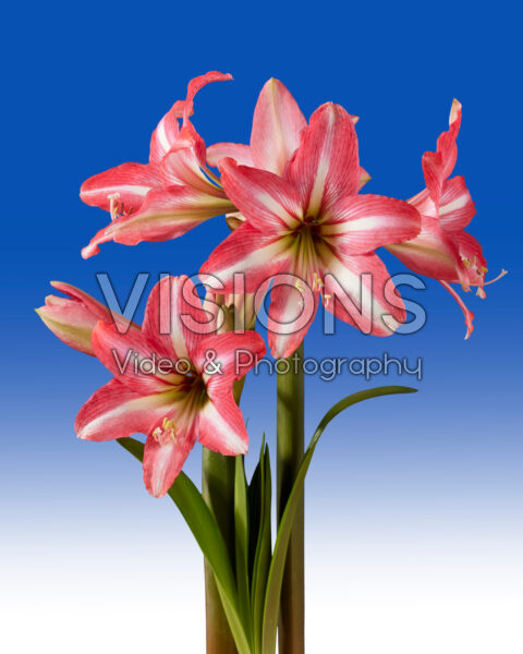 Hippeastrum Pinkolo | Visions Pictures