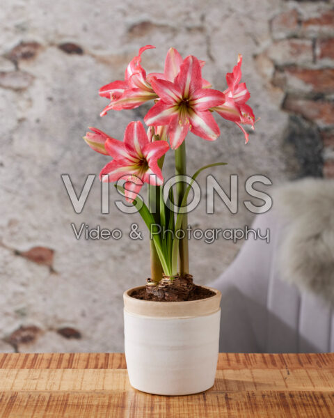 Hippeastrum Pinkolo Hippeastrum Pinkolo