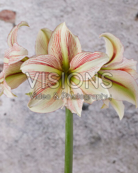 Hippeastrum Hippeastrum