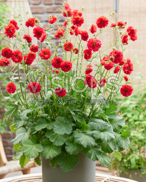 Geum Firestarter Geum Firestarter