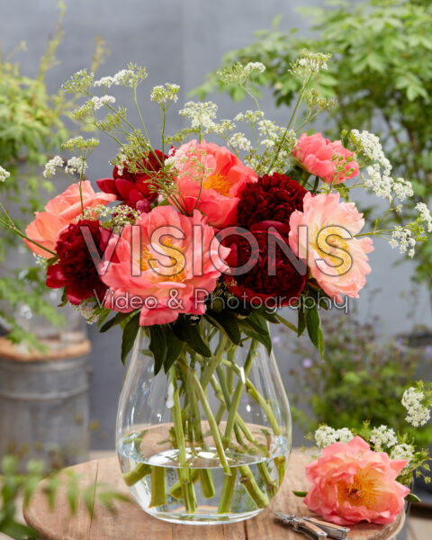 Paeonia Coral Sunset, Red Charm