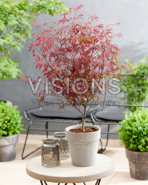 Acer palmatum Royal Garnet Acer palmatum Royal Garnet