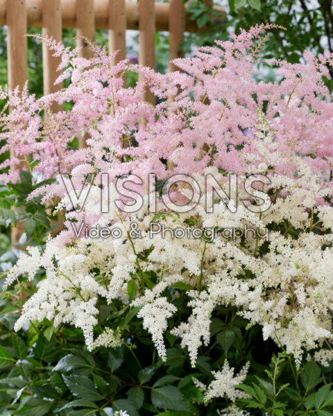 Astilbe Fireworks Pink, Fireworks White Astilbe Fireworks Pink, Fireworks White