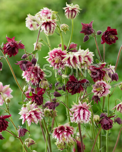 Aquilegia Barlow mix Aquilegia Barlow mix