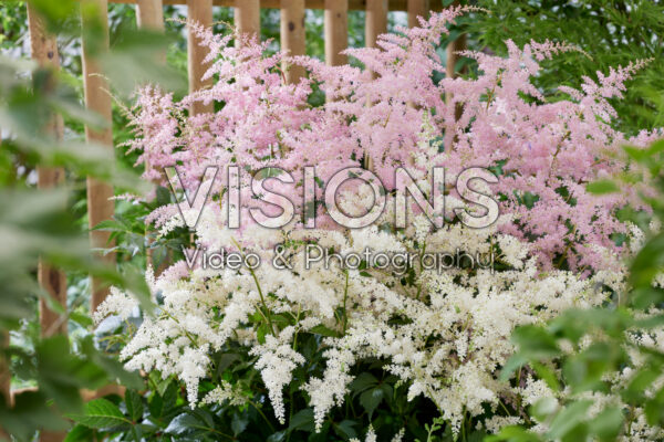Astilbe Fireworks Pink, Fireworks White Astilbe Fireworks Pink, Fireworks White