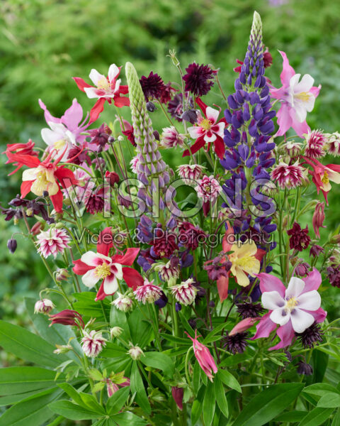 Aquilegia en Lupinus mix