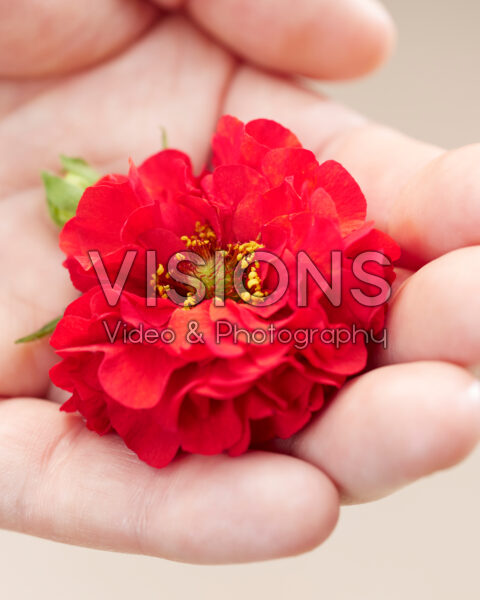 Geum Fiery Red Geum Fiery Red
