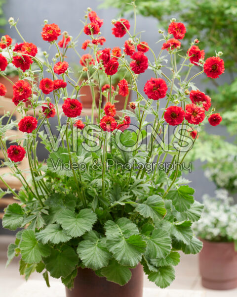 Geum Firestarter Geum Firestarter